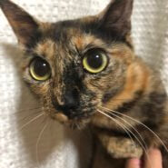 ピンクの肉球！華奢なサビ柄ちゃん