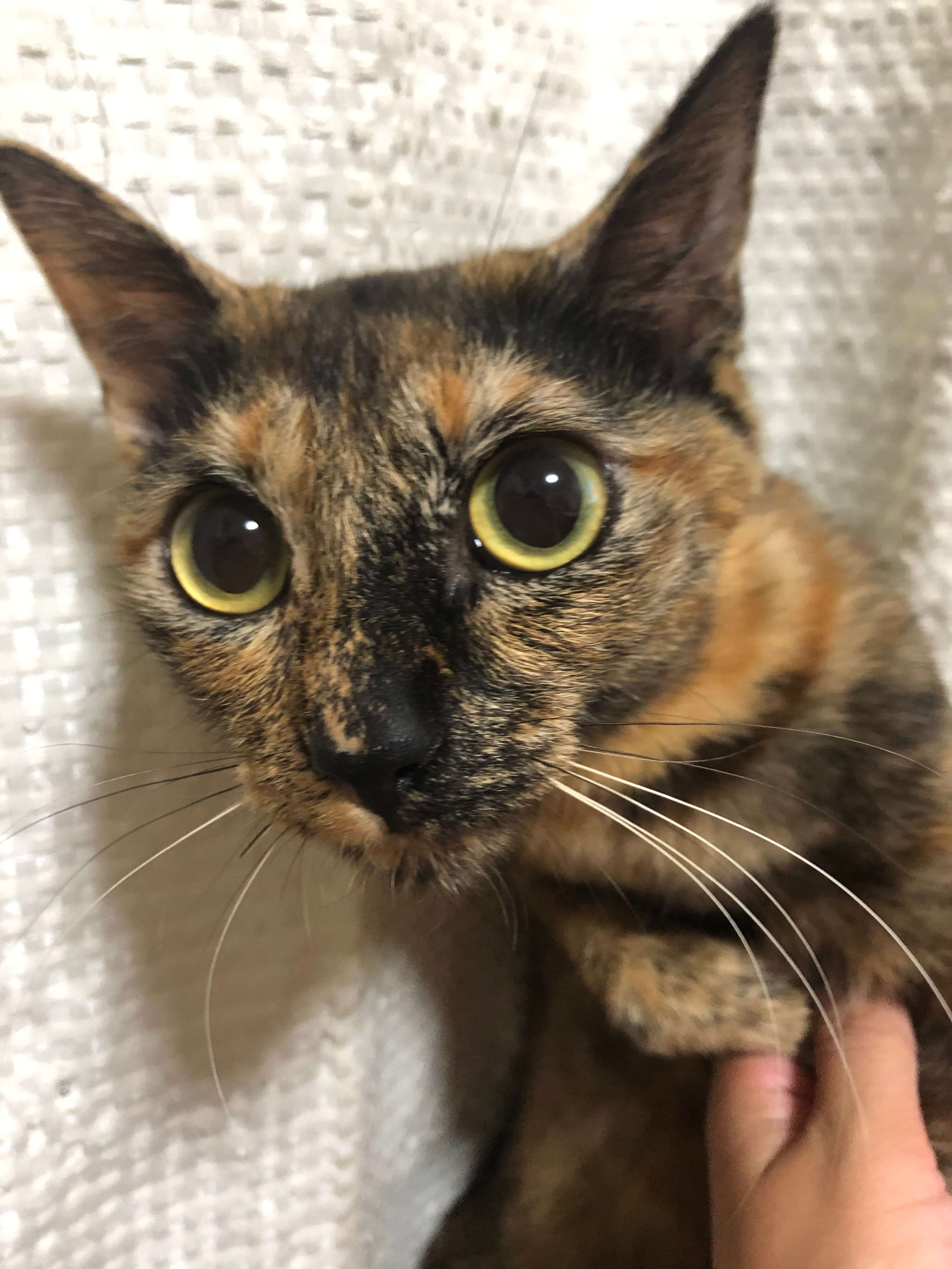 ピンクの肉球！華奢なサビ柄ちゃん