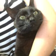 元気で甘えたな黒猫くん！