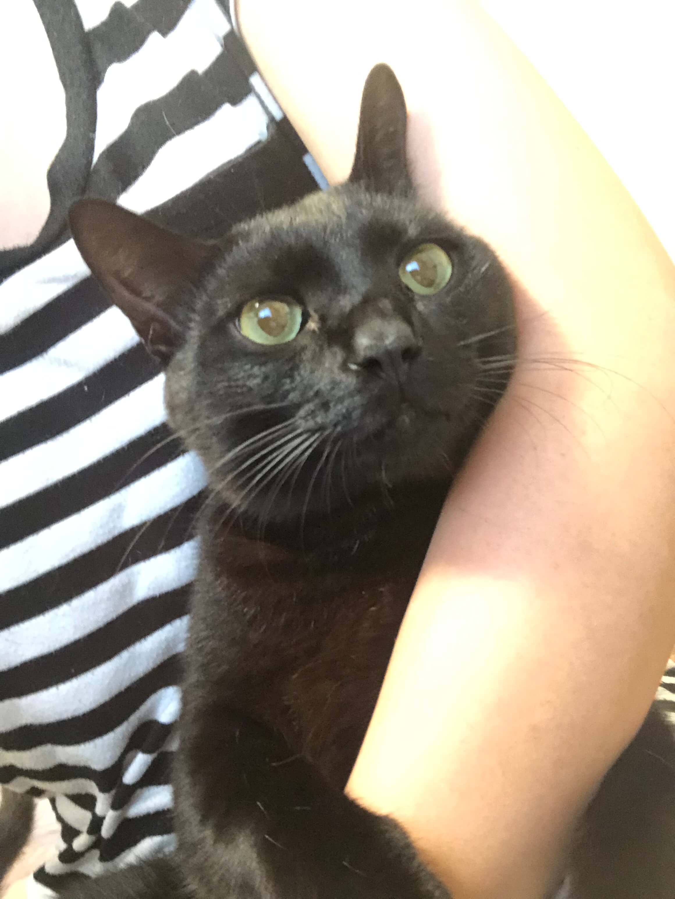 元気で甘えたな黒猫くん！