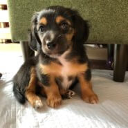 生後2か月「決定致しました」