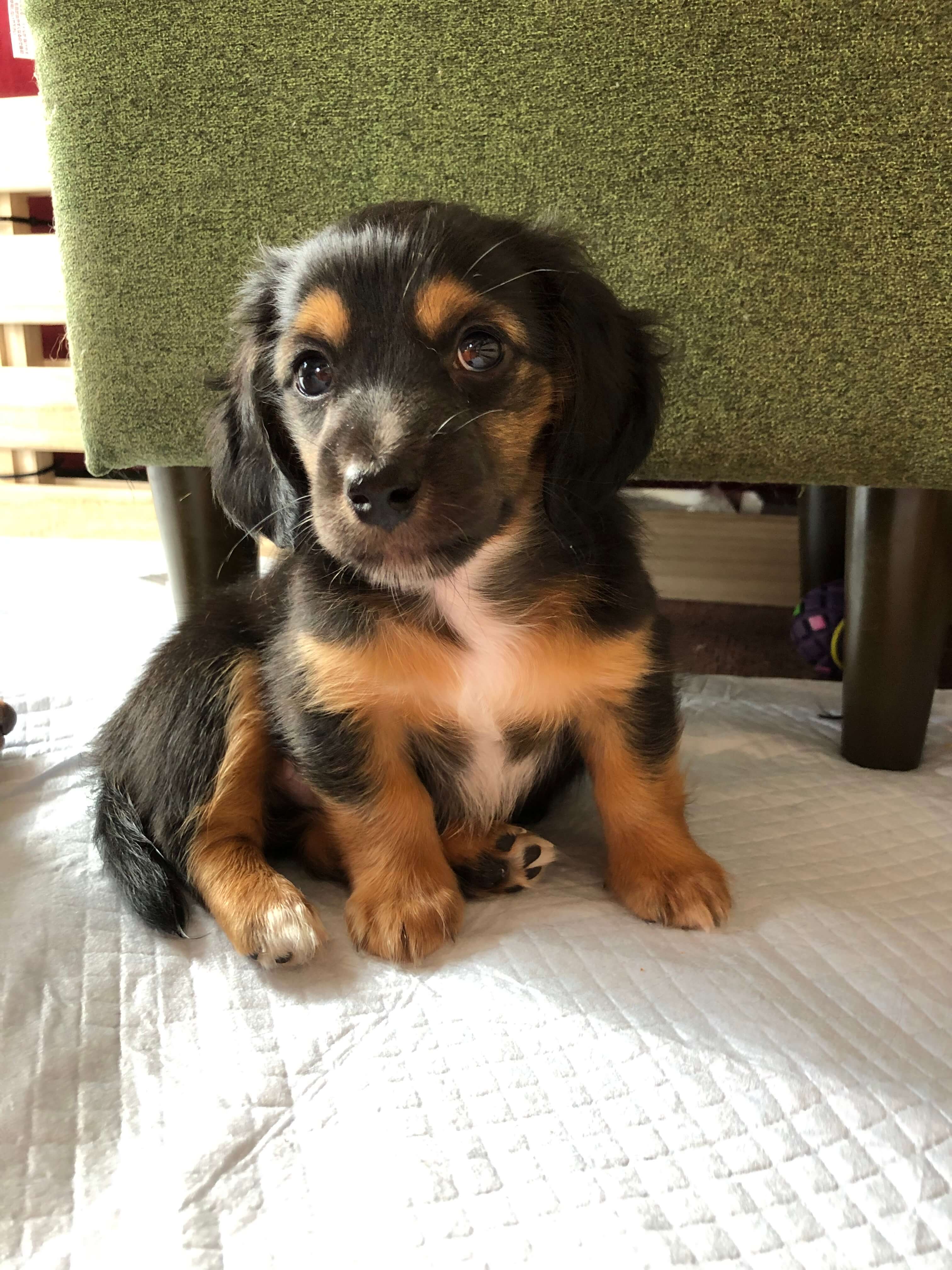 生後2か月「決定致しました」