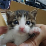 超カワイイ☆子猫ちゃん達の里親さん募集中です！