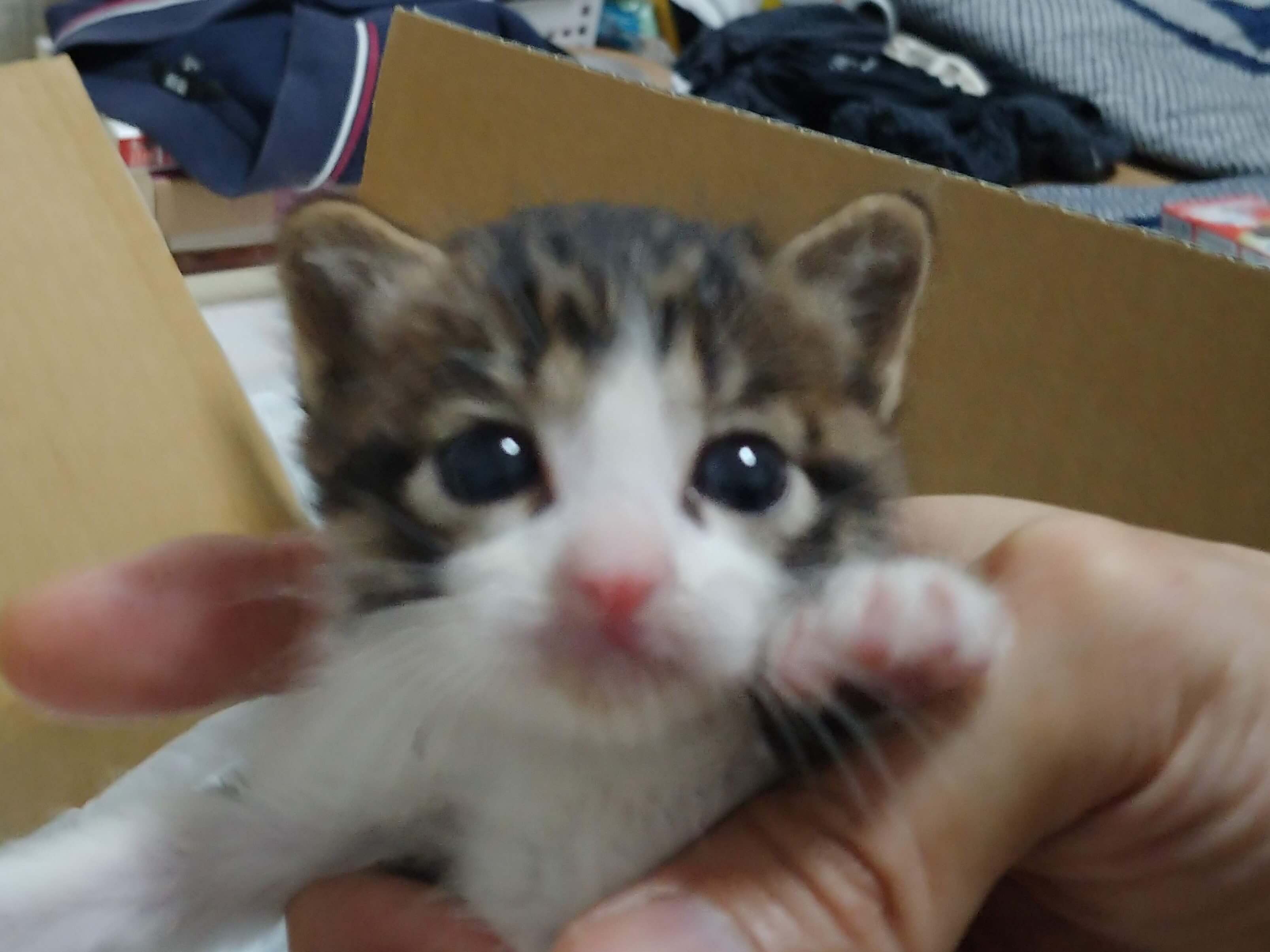 超カワイイ☆子猫ちゃん達の里親さん募集中です！