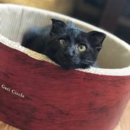 甘えんぼの黒猫さん