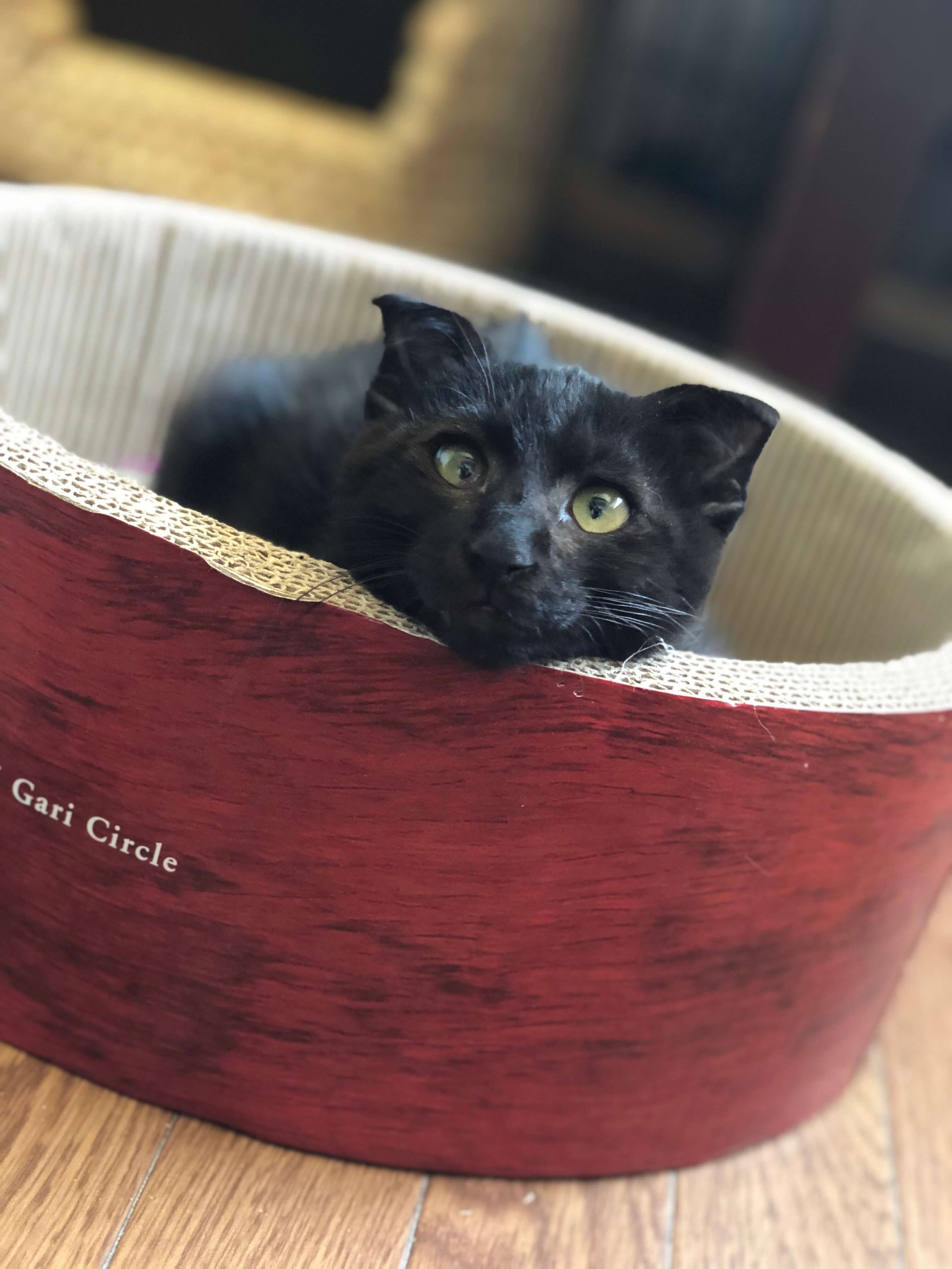 甘えんぼの黒猫さん