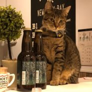 2歳のキジトラの女の子