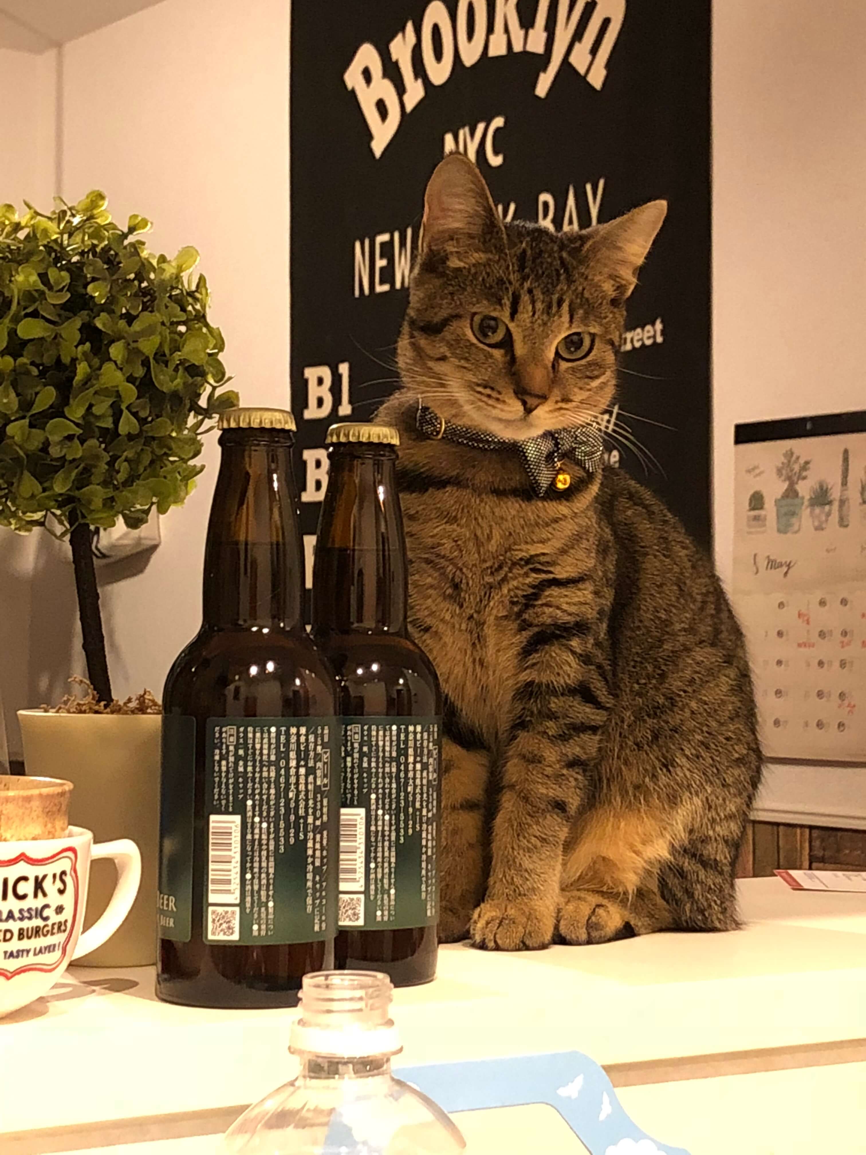 2歳のキジトラの女の子