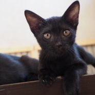 活発やんちゃっ子な黒猫さん