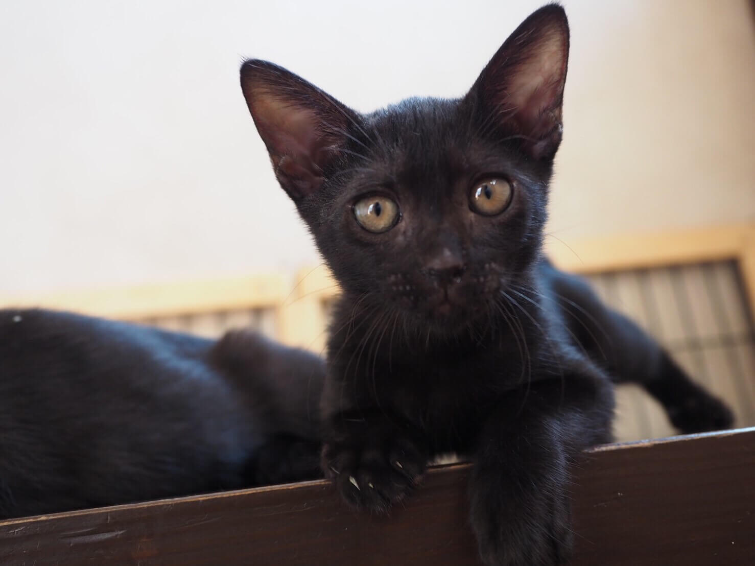 活発やんちゃっ子な黒猫さん