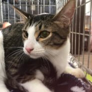 ずっとのお家を募集中