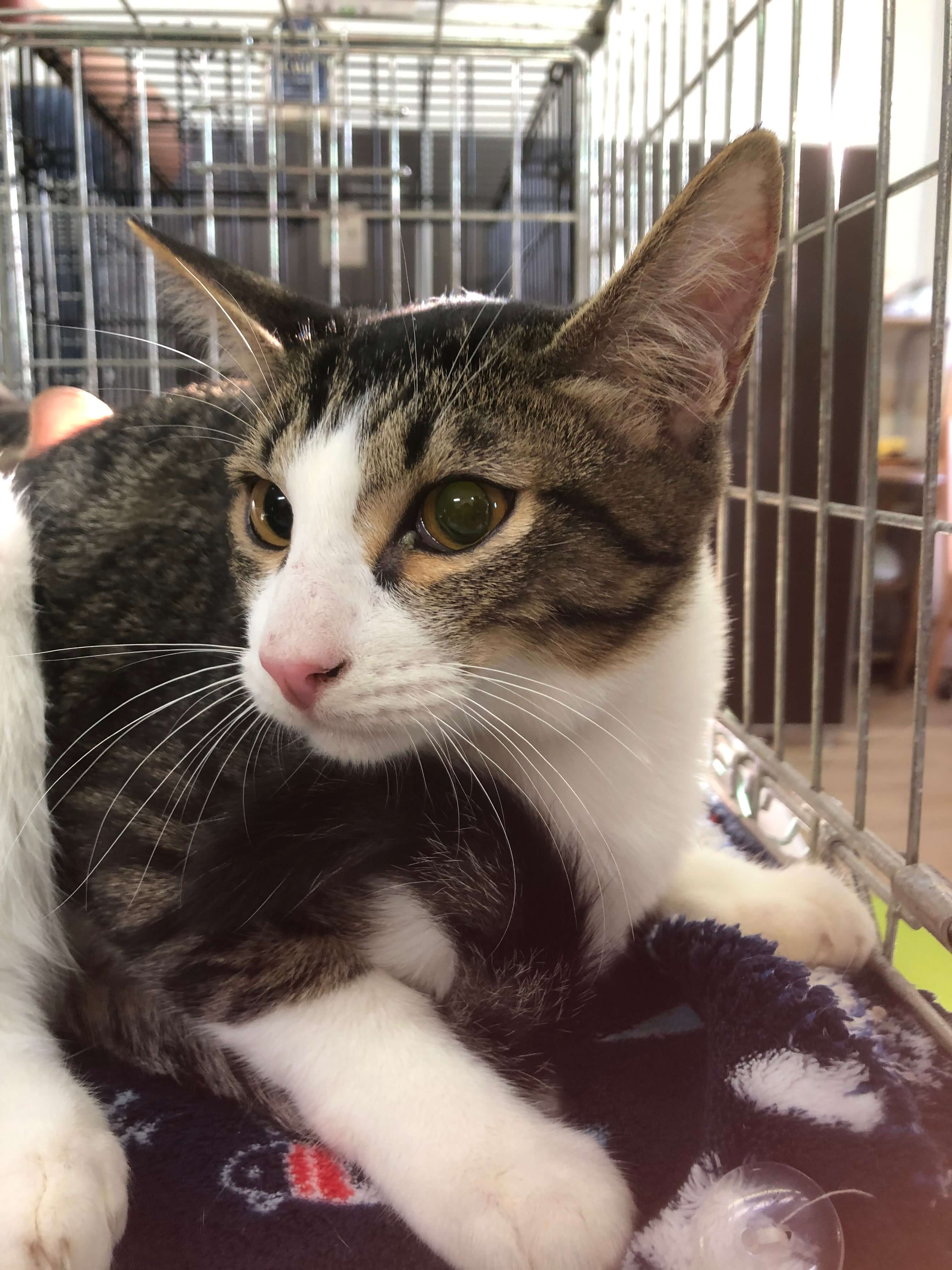 ずっとのお家を募集中