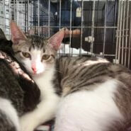 ずっとのお家を募集中