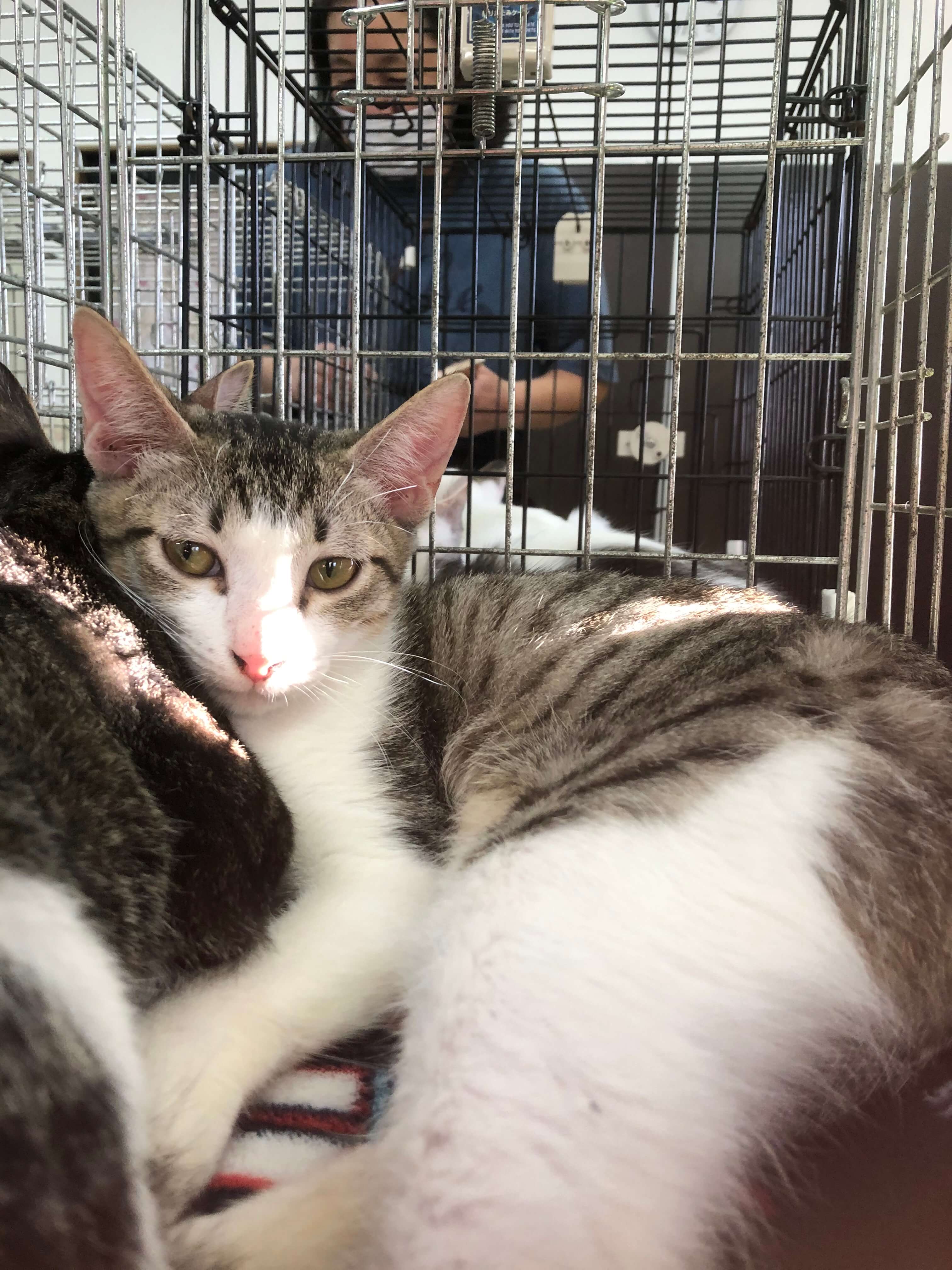 ずっとのお家を募集中