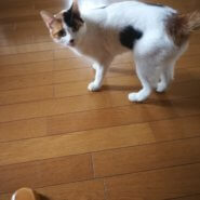 成猫の里親探しについて