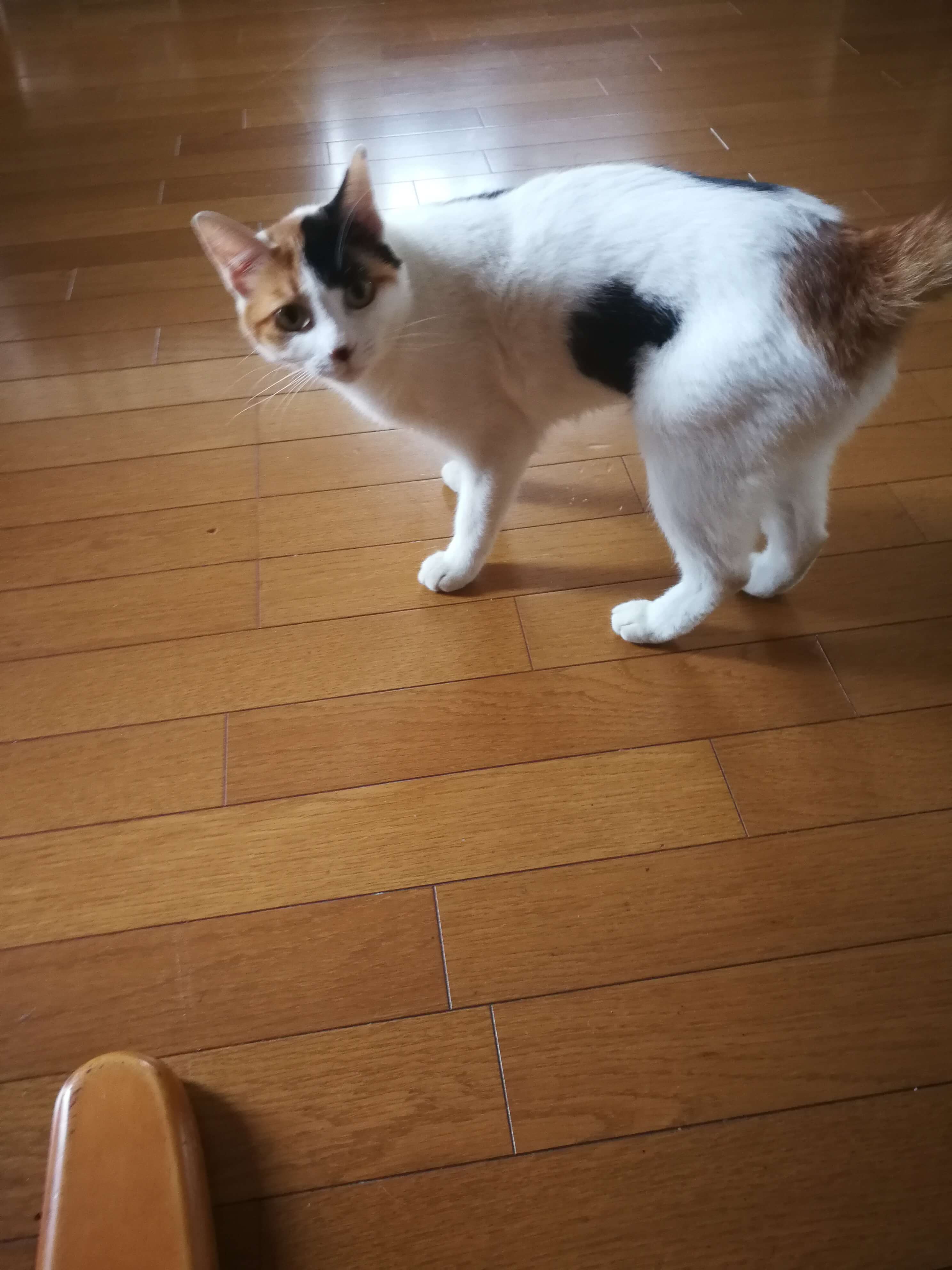 成猫の里親探しについて