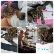 ★元気いっぱい可愛い男の子★