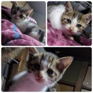 ☆お喋り上手です☆