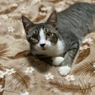 猫が大好きなれもんくん