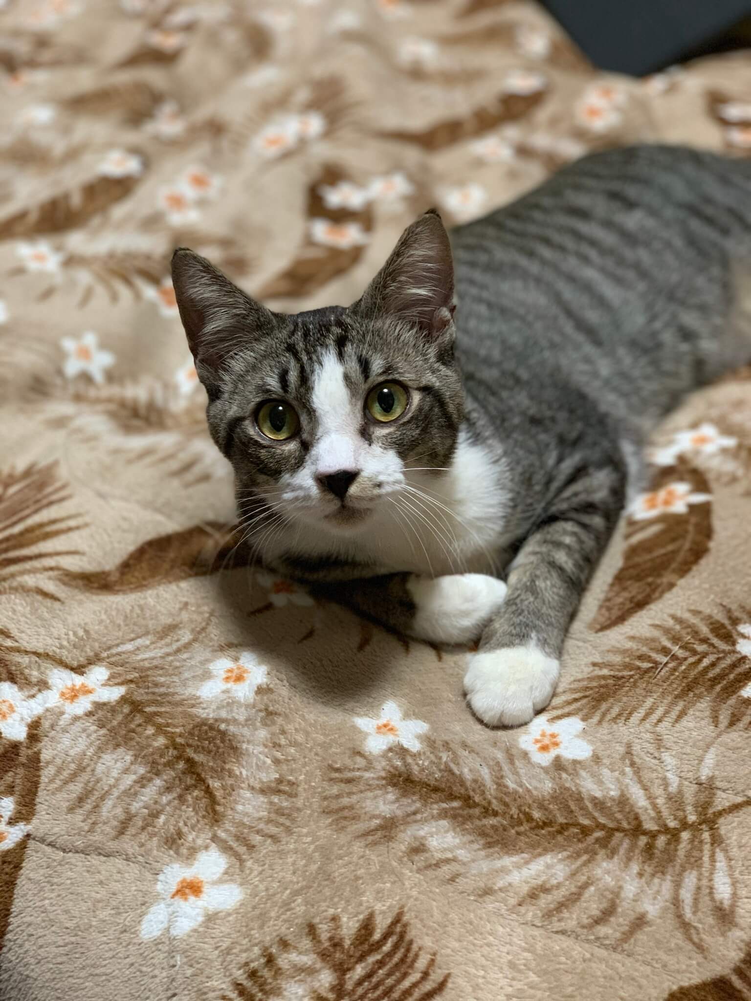 猫が大好きなれもんくん