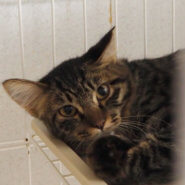 ふわふわ長毛ほのかちゃん