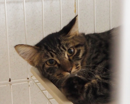 ふわふわ長毛ほのかちゃん