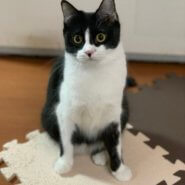 おもちゃ大好きぷりんちゃん