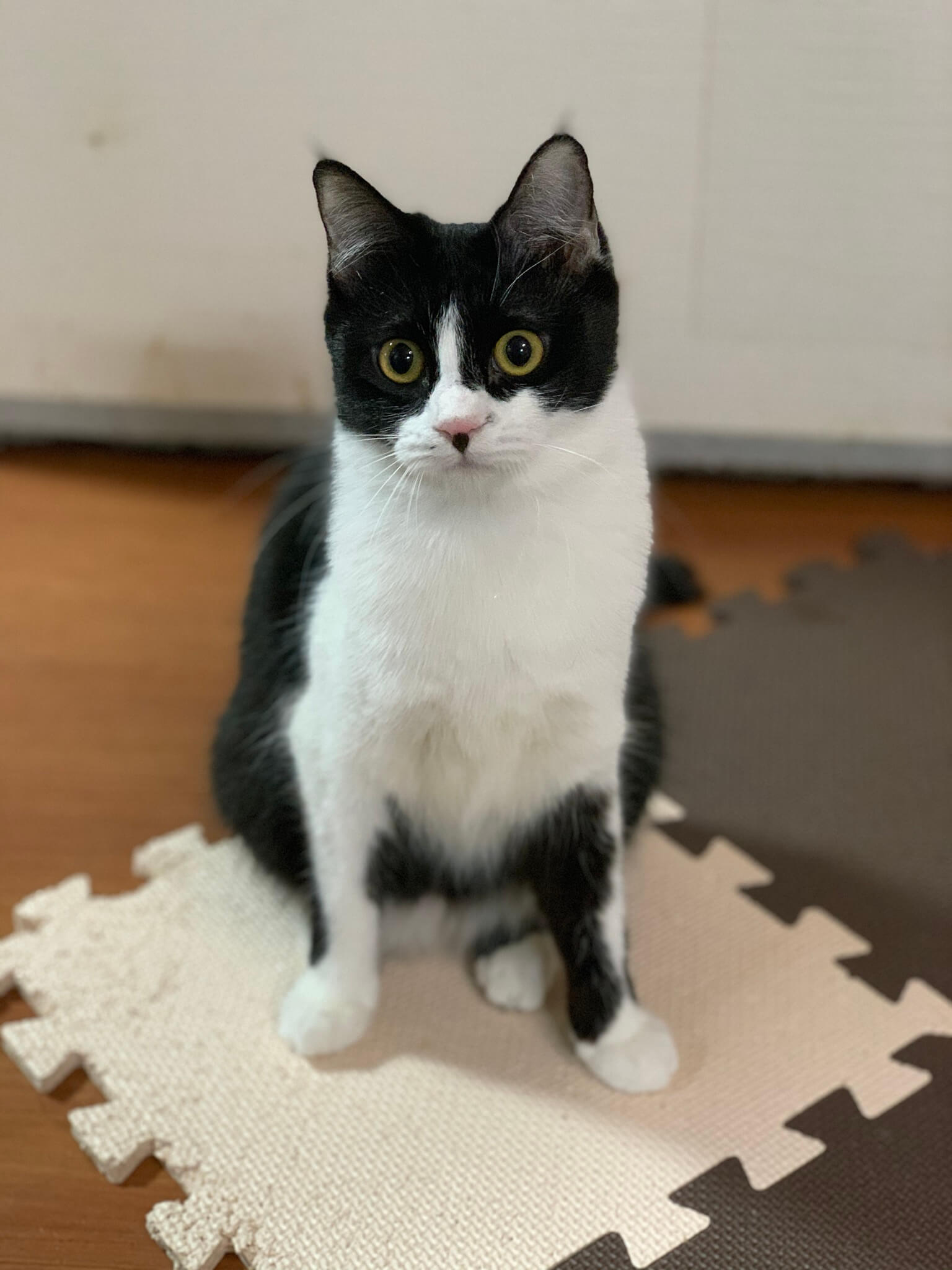 おもちゃ大好きぷりんちゃん