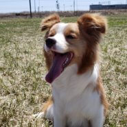 ボーダーコリー女の子