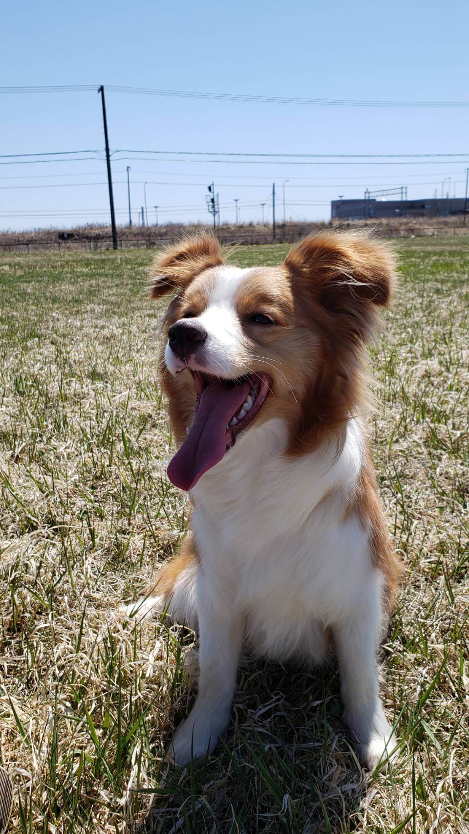 ボーダーコリー女の子