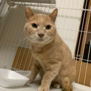 猫エイズキャリアの茶トラさん