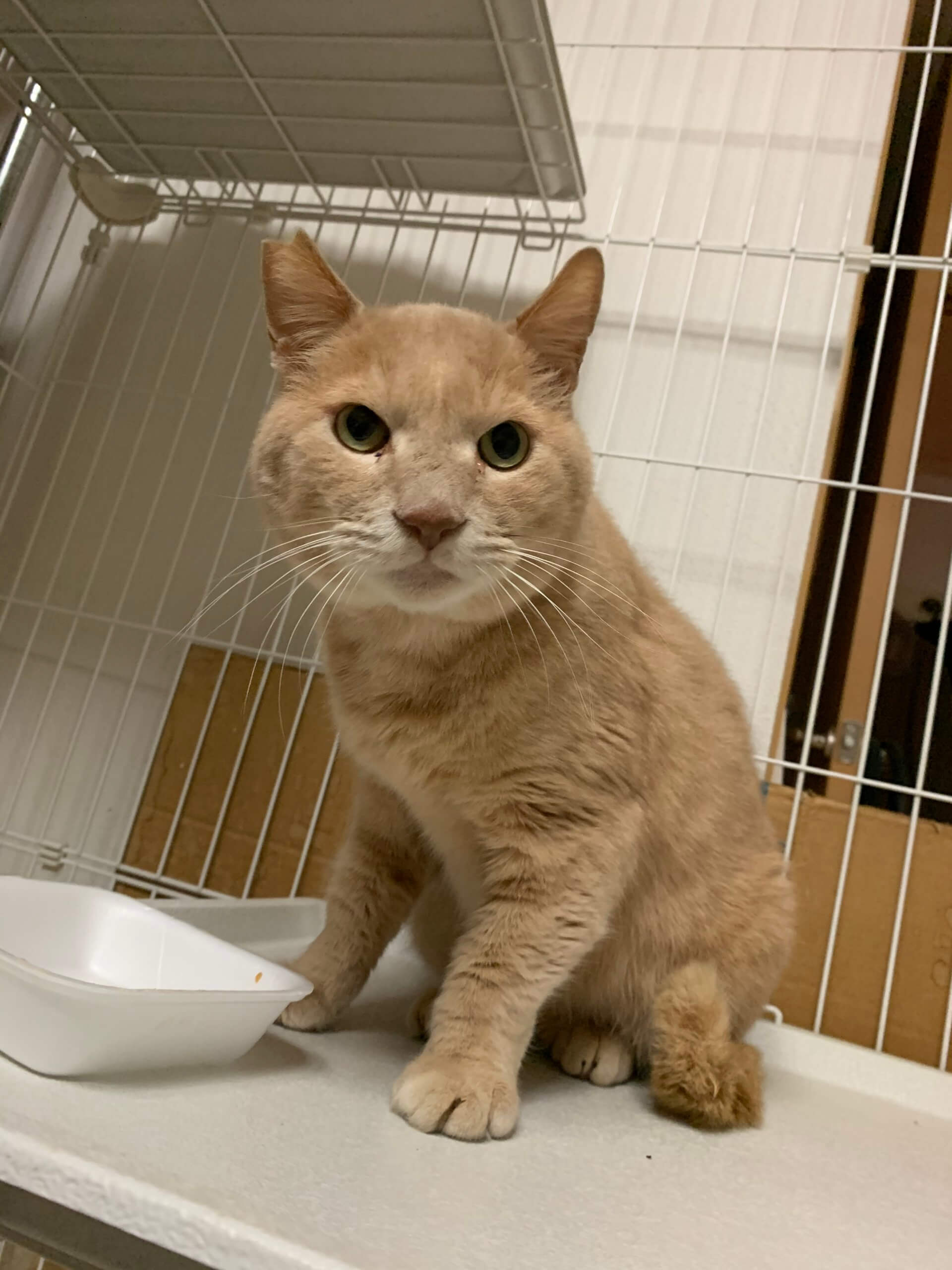 猫エイズキャリアの茶トラさん