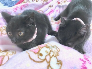 黒猫姉妹（2ヶ月）　猫親様募集中