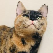 優しいサビ猫さん!!