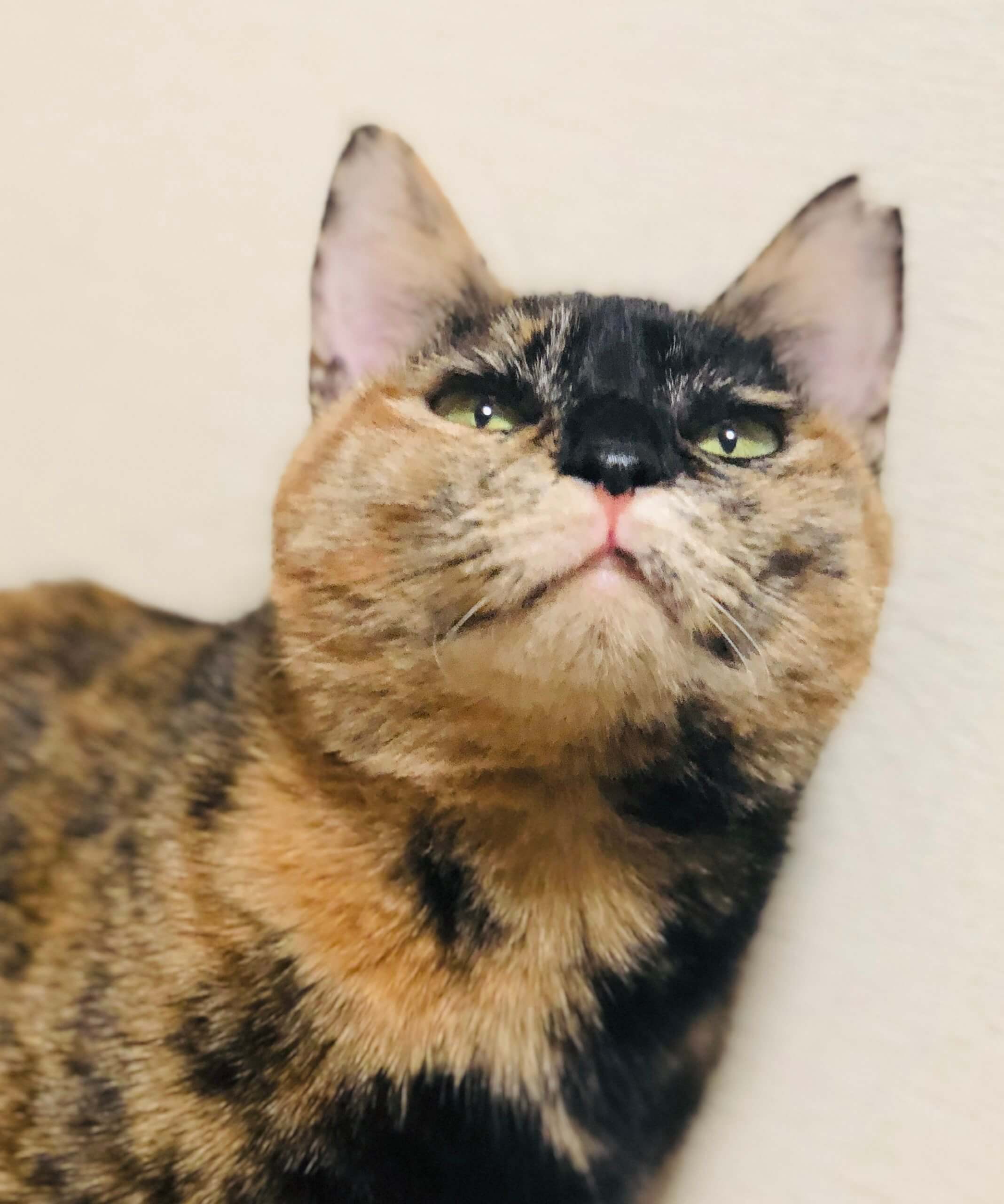 優しいサビ猫さん!!