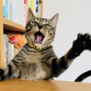 おもちゃ大好きやんちゃ坊主!!