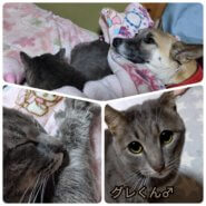 ★体の大きな立派な男の子★