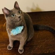 すりすり人好きロシアンブルー風な男の子!!