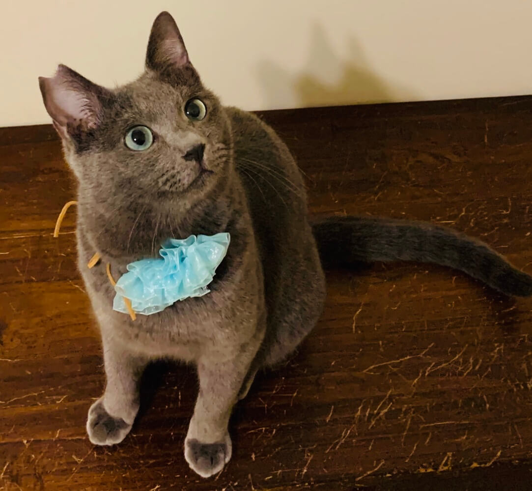 すりすり人好きロシアンブルー風な男の子!!