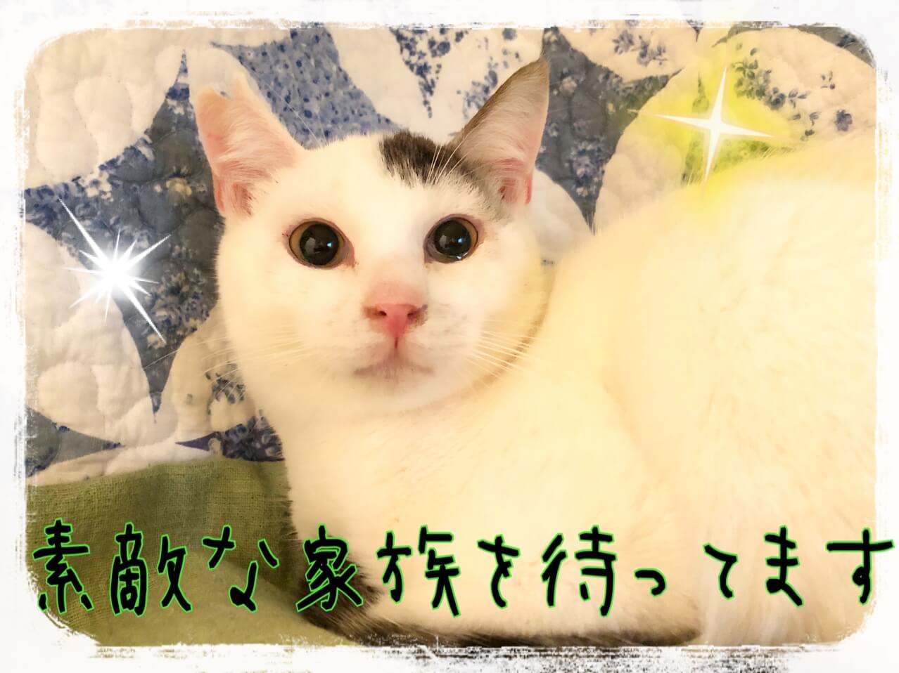 白血病だって元気やで!!