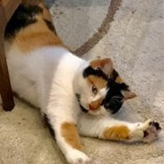 三毛猫里親様募集中