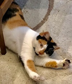 三毛猫里親様募集中