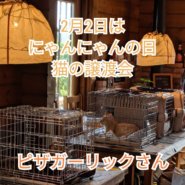 猫の譲渡会