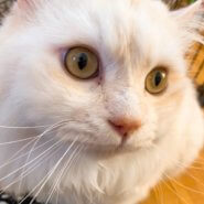 イケメン長毛猫！