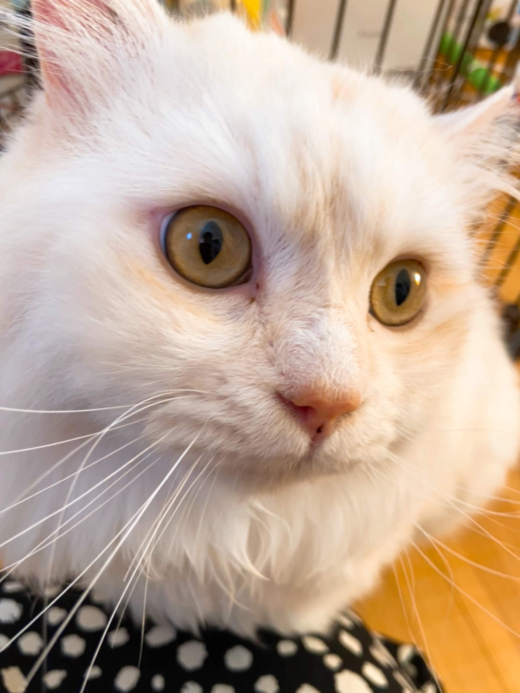 イケメン長毛猫！