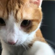 １歳！イケメンオス猫