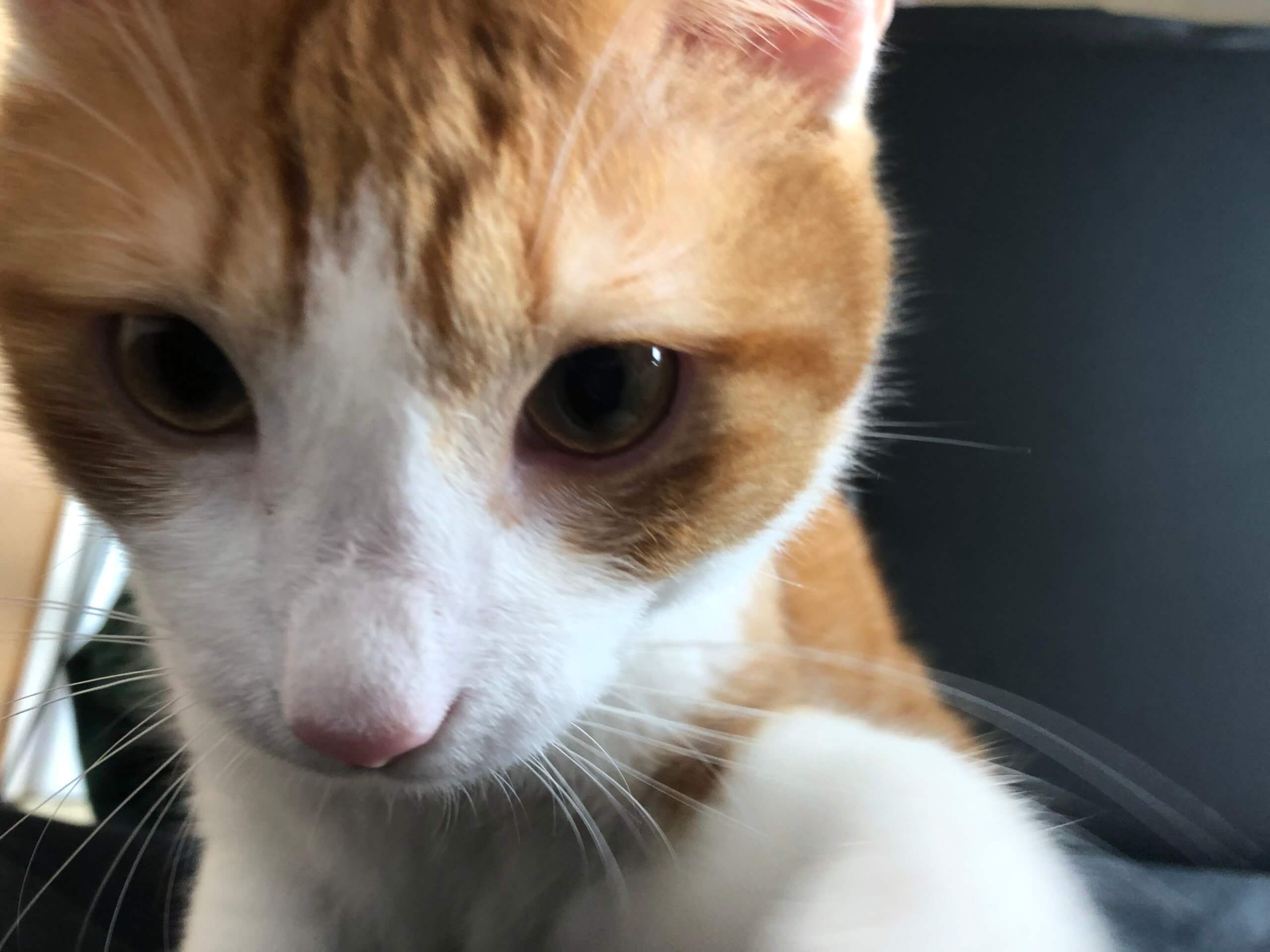 １歳！イケメンオス猫