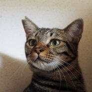 おとなしくて懐こい　シーバくん