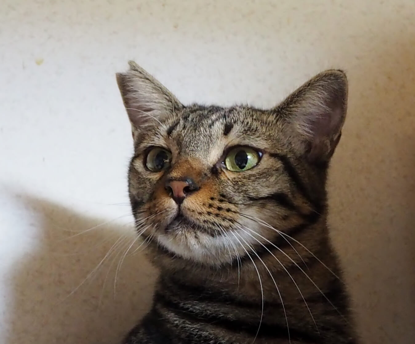 おとなしくて懐こい　シーバくん