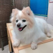 ポメラニアン&チワワのmix犬です